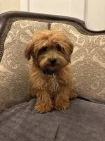 Bobby(free delivery to Chicago , a male Maltipoo and Maltese for sale in Chicago, IL – 1 of 9
