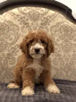 Betty(free delivery to Chicago area, a female Poodle - Standard  and Miniature Goldendoodle for sale in Chicago, IL – 6 of 8