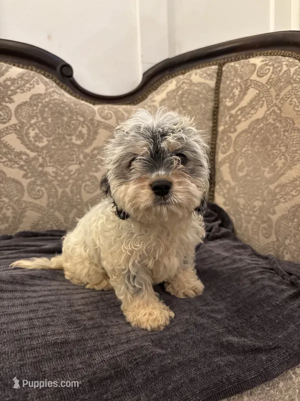 Emily (free delivery to Chicago area – Cavalier King Charles Spaniel puppy for sale in Chicago, IL