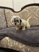 Emily (free delivery to Chicago area, a female Cavalier King Charles Spaniel for sale in Chicago, IL – 6 of 9