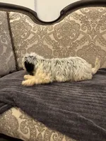 Emily (free delivery to Chicago area, a female Cavalier King Charles Spaniel for sale in Chicago, IL – 8 of 9