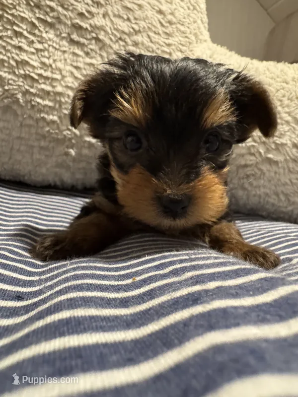 Cami – Yorkshire Terrier puppy for sale in Chicago, IL