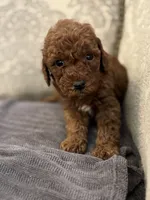 Kevin, a male Miniature Goldendoodle for sale in Chicago, IL – Photo 2 of 7