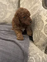 Kevin, a male Miniature Goldendoodle for sale in Chicago, IL – Photo 3 of 7