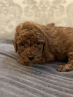 Kevin, a male Miniature Goldendoodle for sale in Chicago, IL – Photo 1 of 7