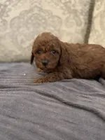 Kevin, a male Miniature Goldendoodle for sale in Chicago, IL – Photo 5 of 7