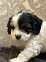 Stevie(free delivery to Chicago area, a male Coton de Tulear and Cavalier King Charles Spaniel for sale in Chicago, IL – 6 of 9