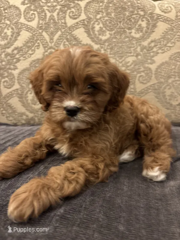 Amanda(free delivery to Chicago area – Cavapoo puppy for sale in Chicago, IL