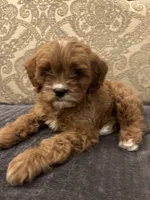 Amanda(free delivery to Chicago area, a female Cavapoo for sale in Chicago, IL – 1 of 10