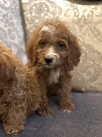 Sara (free delivery to Chicago , a female Miniature Goldendoodle for sale in Chicago, IL – 5 of 6