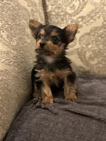 Cami (free delivery to Chicago , a female Yorkshire Terrier for sale in Chicago, IL – 9 of 10
