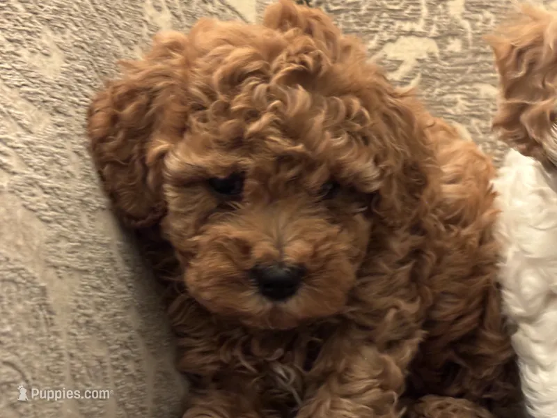 April(free delivery to Chicago area  – Cavapoo puppy for sale in Chicago, IL