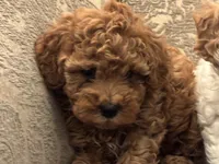 April(free delivery to Chicago area , a female Cavapoo for sale in Chicago, IL – 1 of 8