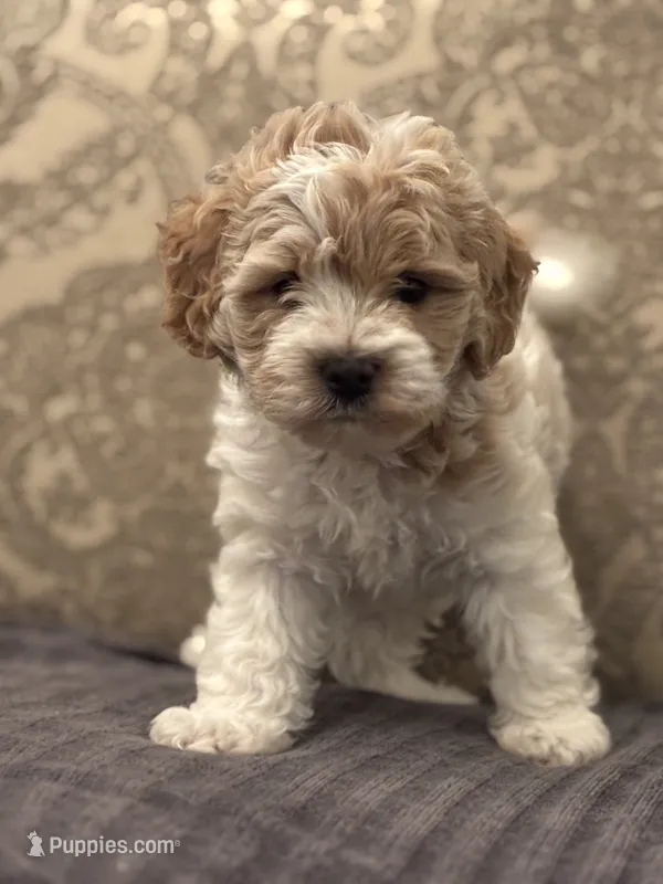 Toy Tex (free delivery to Chicago area – Cavapoo puppy for sale in Lansing, IL