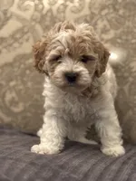 Tex(free delivery to Chicago area, a male Cavapoo for sale in Chicago, IL – 4 of 7