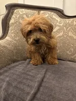 Bobby(free delivery to Chicago , a male Maltipoo and Maltese for sale in Chicago, IL – 4 of 9