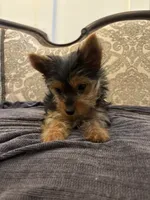 Cami (free delivery to Chicago , a female Yorkshire Terrier for sale in Chicago, IL – 5 of 9