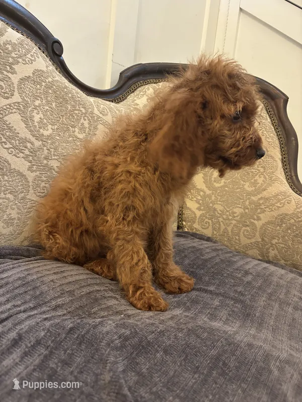 April  – Miniature Goldendoodle puppy for sale in Chicago, IL