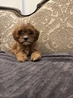 Amanda(free delivery to Chicago area, a female Cavapoo for sale in Chicago, IL – 7 of 10