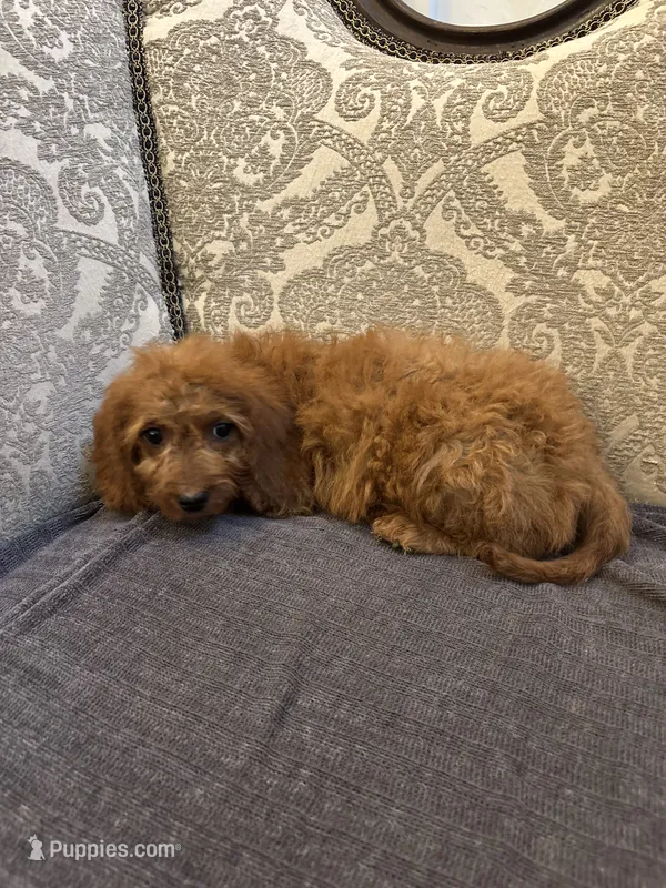 Coco (free delivery to Chicago  – Miniature Goldendoodle puppy for sale in Chicago, IL