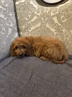 April , a female Miniature Goldendoodle for sale in Chicago, IL – 1 of 4