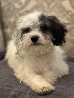 Nemo , a male Cavalier King Charles Spaniel and Poodle - Toy  for sale in Chicago, IL – 6 of 9