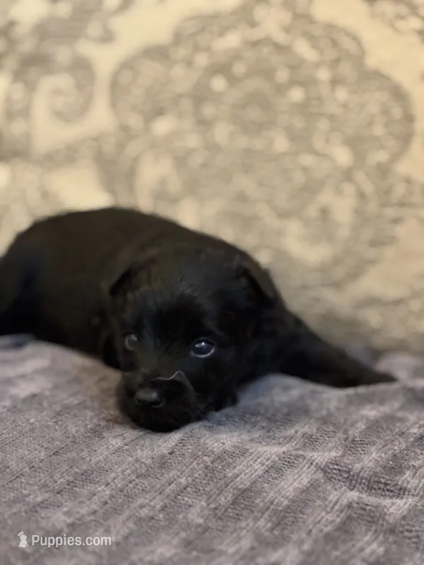 Albert  – Yorkipoo, Yorkshire Terrier puppy for sale in Chicago, IL