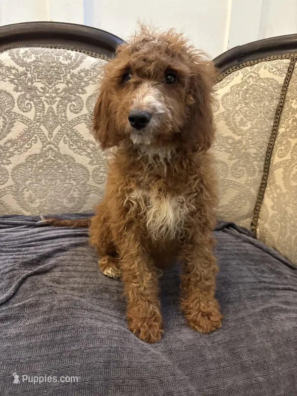 Sara  – Miniature Goldendoodle puppy for sale in Chicago, IL