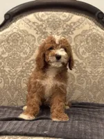 Norman(free delivery to Chicago area, a male Miniature Goldendoodle for sale in Chicago, IL – 4 of 9