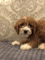 Betty(free delivery to Chicago area, a female Poodle - Standard  and Miniature Goldendoodle for sale in Chicago, IL – 8 of 8