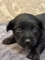 Ricky, a male Yorkipoo and Yorkshire Terrier for sale in Chicago, IL – 4 of 6
