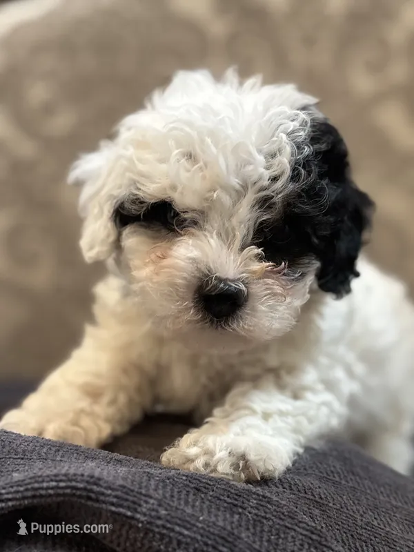 Nemo (free delivery to Chicago  – Coton de Tulear, Cavalier King Charles Spaniel puppy for sale in Chicago, IL