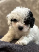 Nemo (free delivery to Chicago , a male Coton de Tulear and Cavalier King Charles Spaniel for sale in Chicago, IL – 1 of 10