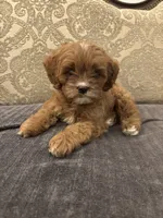 Amanda(free delivery to Chicago area, a female Cavapoo for sale in Chicago, IL – 5 of 10