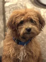 Bobby(free delivery to Chicago , a male Maltipoo and Maltese for sale in Chicago, IL – 5 of 9