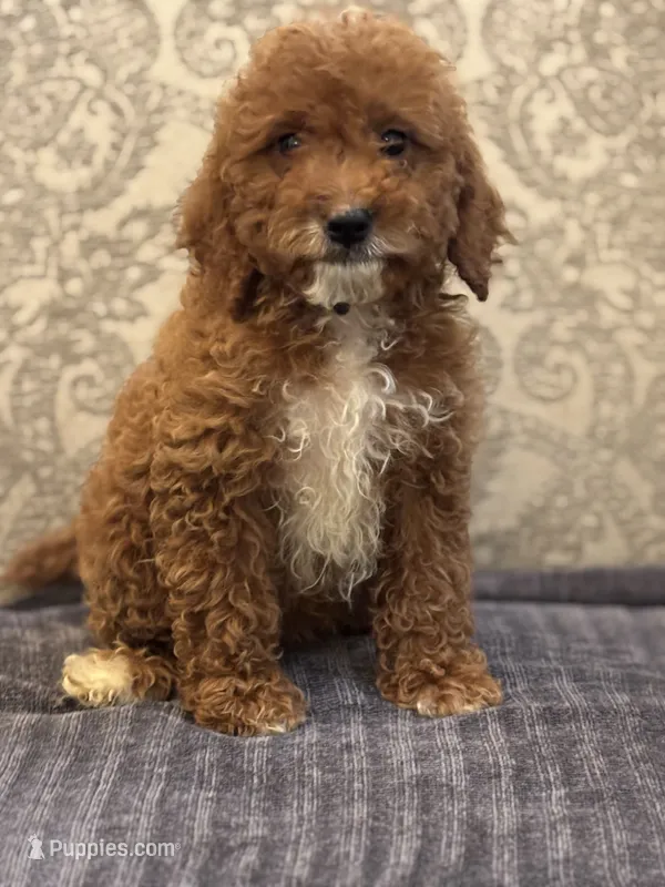 Princess Diana(free delivery to Chicago area – Miniature Goldendoodle puppy for sale in Chicago, IL