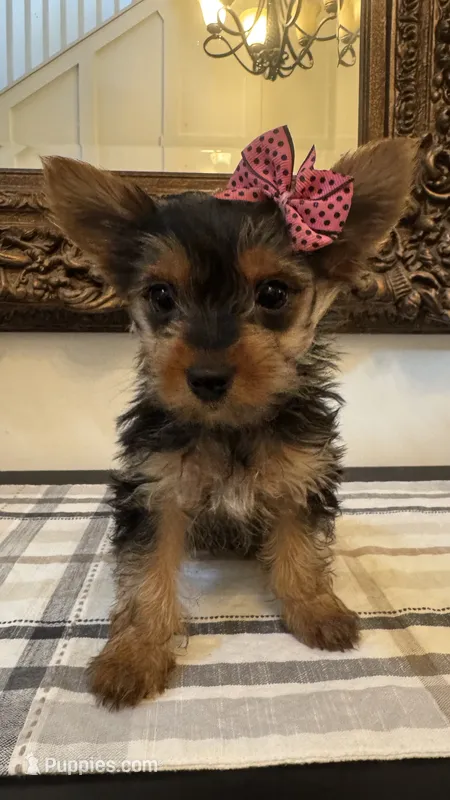 Cami (free delivery to Chicago  – Yorkshire Terrier puppy for sale in Chicago, IL