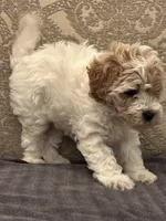 Tex(free delivery to Chicago area, a male Cavapoo for sale in Chicago, IL – 6 of 7