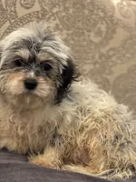 Emily , a female Cavalier King Charles Spaniel and Poodle - Toy  for sale in Chicago, IL – 6 of 8