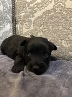 Albert , a male Yorkipoo and Yorkshire Terrier for sale in Chicago, IL – 8 of 8