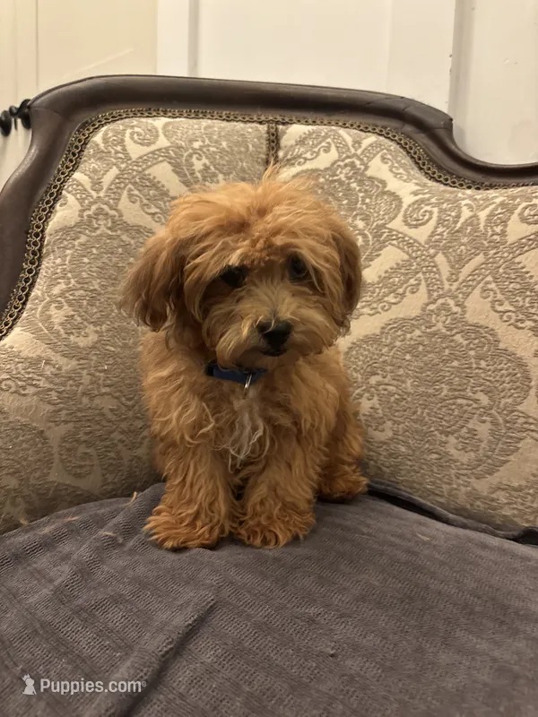 Bobby(free delivery to Chicago  – Maltipoo, Maltese puppy for sale in Chicago, IL
