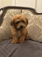 Bobby(free delivery to Chicago , a male Maltipoo and Maltese for sale in Chicago, IL – 3 of 9