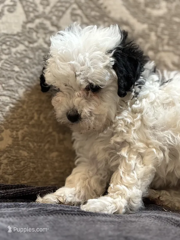 Sofie(free delivery to Chicago area – Coton de Tulear, Cavalier King Charles Spaniel puppy for sale in Chicago, IL