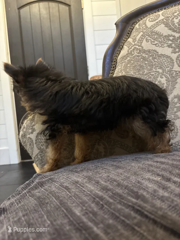 Cami (free delivery to Chicago  – Yorkshire Terrier puppy for sale in Chicago, IL