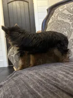 Cami (free delivery to Chicago , a female Yorkshire Terrier for sale in Chicago, IL – 6 of 9