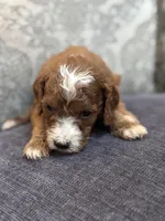 Nemo (free delivery to Chicago , a male Miniature Goldendoodle for sale in Chicago, IL – Photo 7 of 8