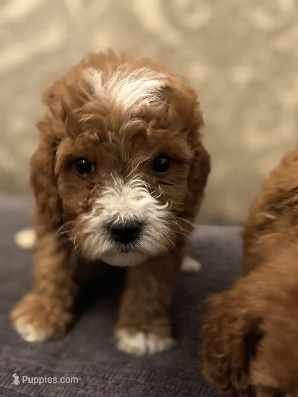 Nemo (free delivery to Chicago  – Miniature Goldendoodle puppy for sale in Chicago, IL