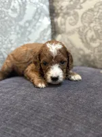 Nemo (free delivery to Chicago , a male Miniature Goldendoodle for sale in Chicago, IL – Photo 5 of 8