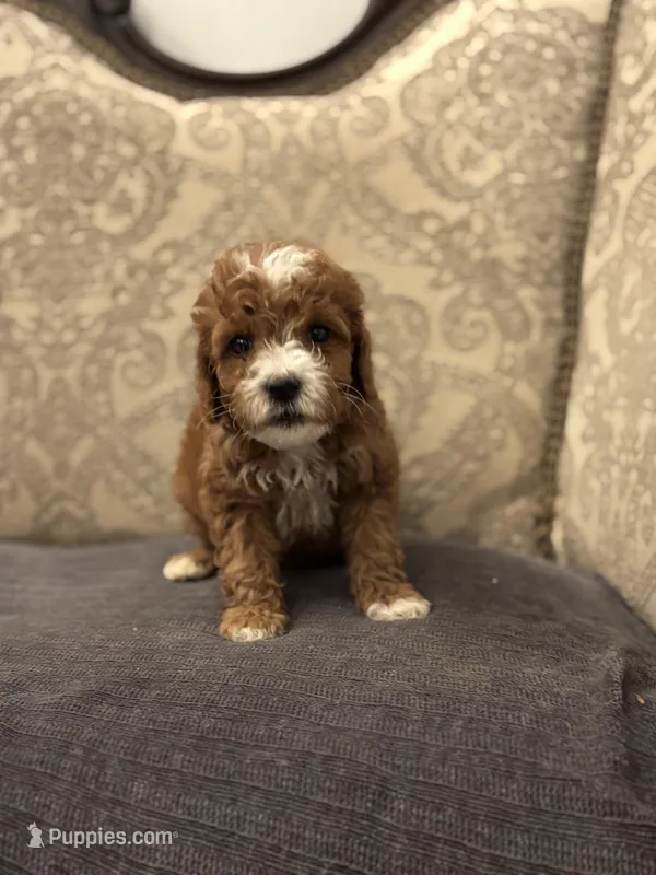 Nemo (free delivery to Chicago  – Miniature Goldendoodle puppy for sale in Chicago, IL