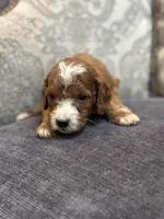 Nemo (free delivery to Chicago , a male Miniature Goldendoodle for sale in Chicago, IL – Photo 6 of 8